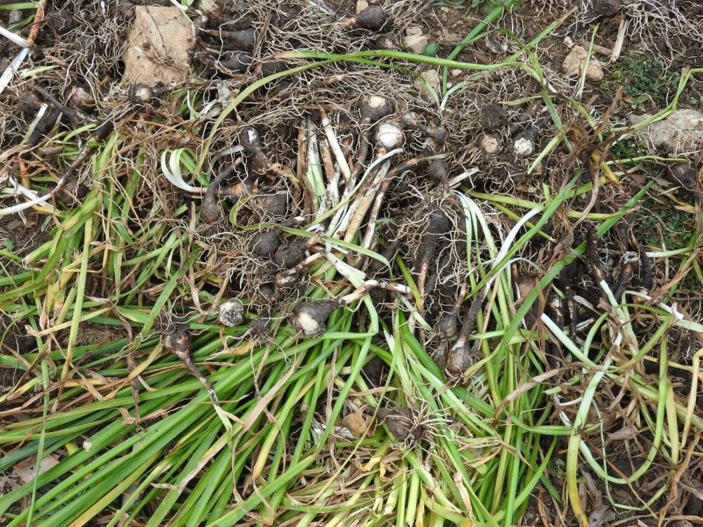 Konya'da yasa dışı göl soğanı sökümüne 80 bin 465 TL ceza