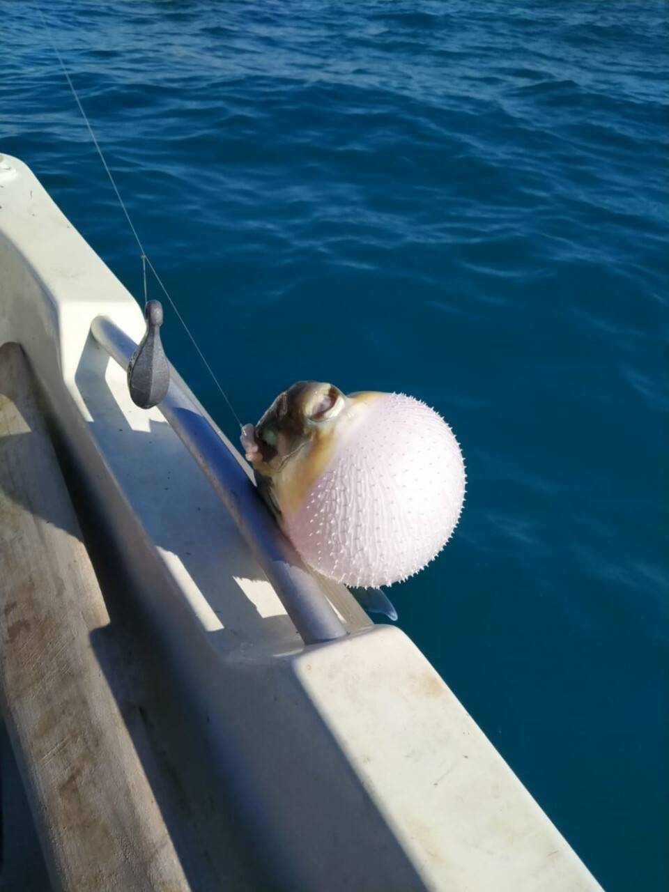 Balon balığı avcılığı teşviki olta balıkçılarını sevindirdi