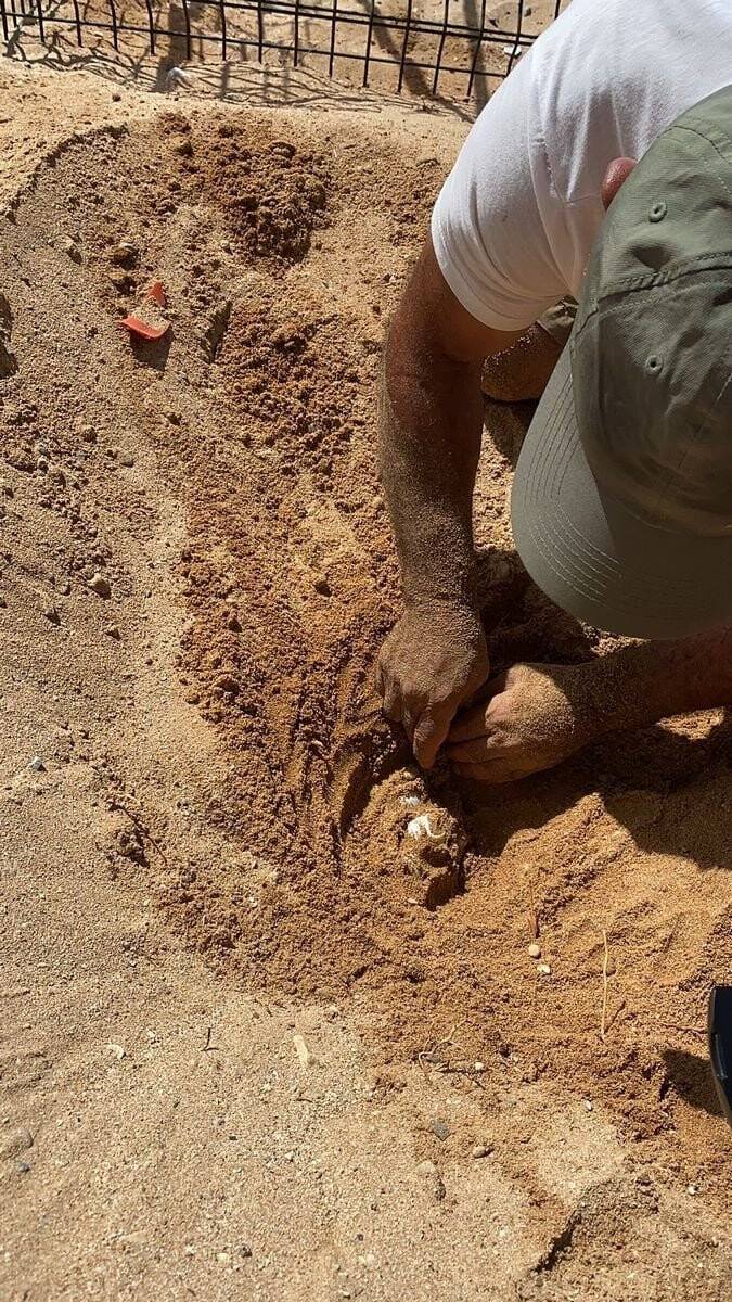 Didim’de 1 yıl aradan sonra Carettalar yumurta bıraktı