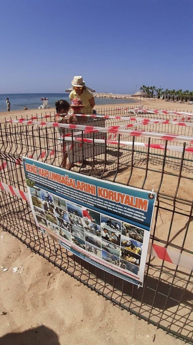 Didim’de 1 yıl aradan sonra Carettalar yumurta bıraktı