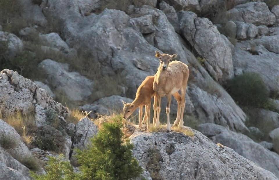 Anadolu yaban koyunlarının ilk yavruları hayata merhaba dedi