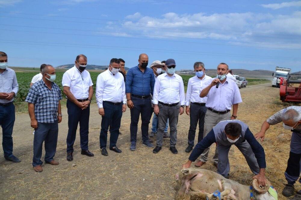 Tarla Günü’nde binlerce dekar hububatın hasadına başlandı