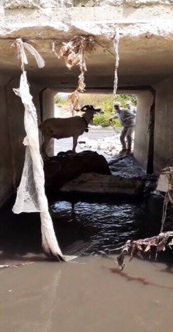 Türk kovboy kaçan kurbanı böyle yakalamaya çalıştı