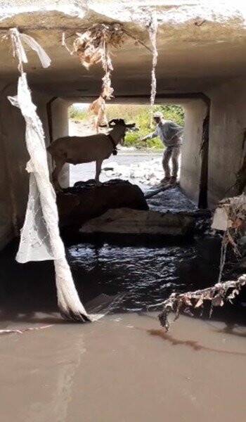 Türk kovboy kaçan kurbanı böyle yakalamaya çalıştı