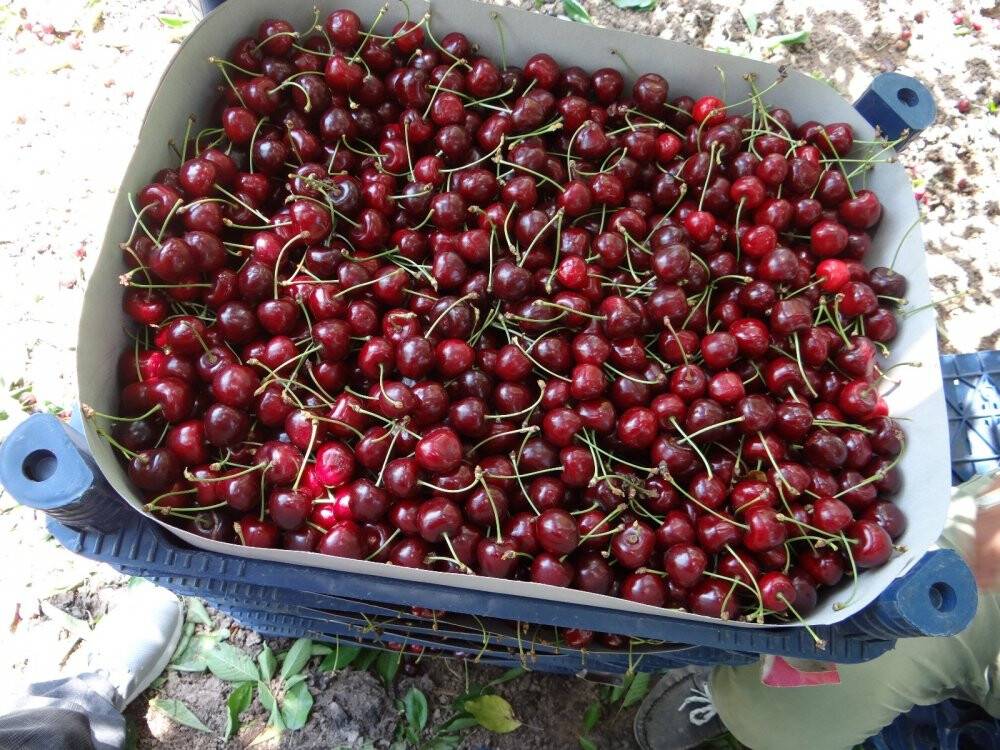 Yerinde 5, büyük marketlerde 20 lira