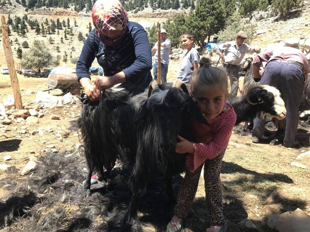 Yörüklerin keçi kırkma mesaisi başladı