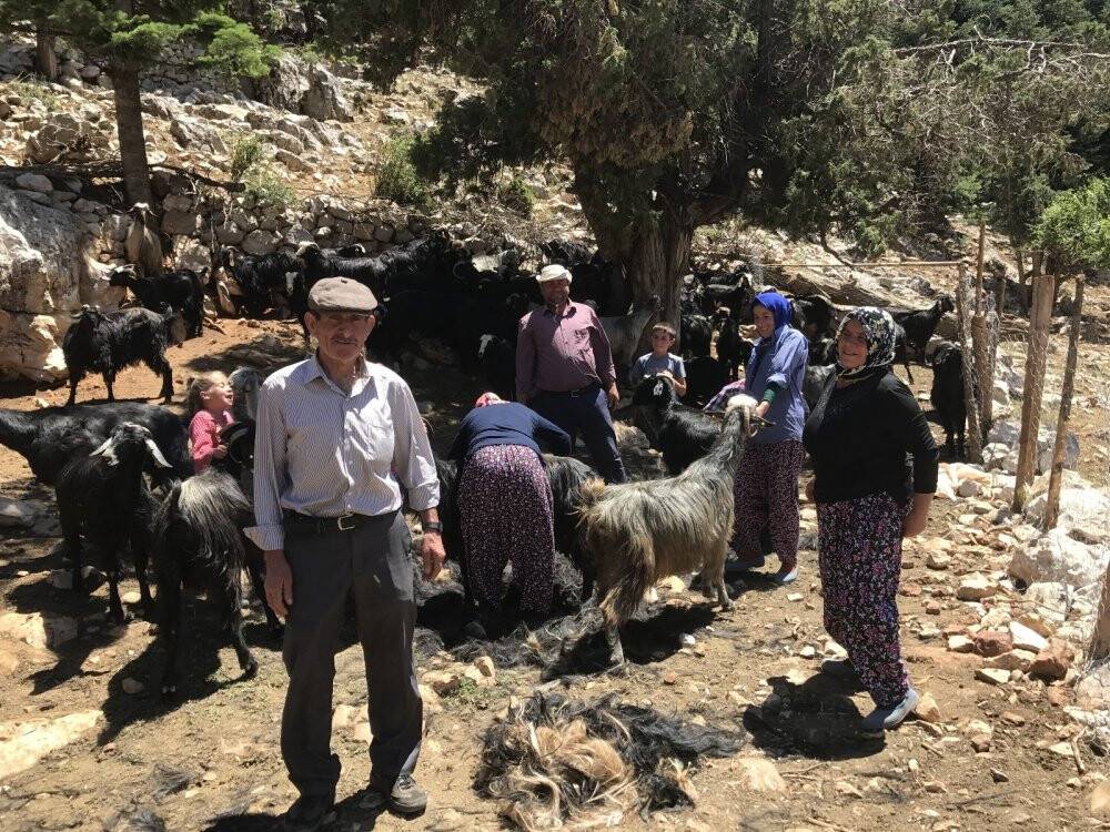 Yörüklerin keçi kırkma mesaisi başladı