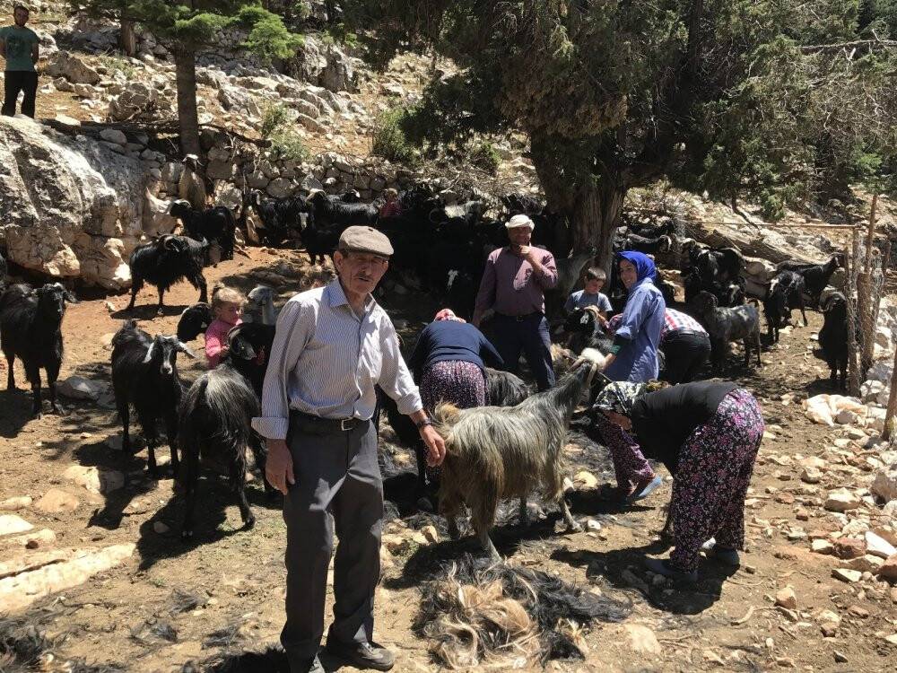 Yörüklerin keçi kırkma mesaisi başladı