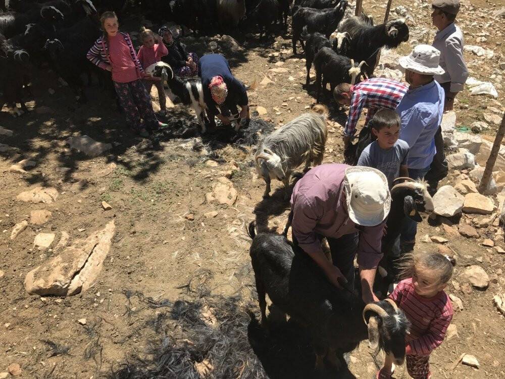 Yörüklerin keçi kırkma mesaisi başladı