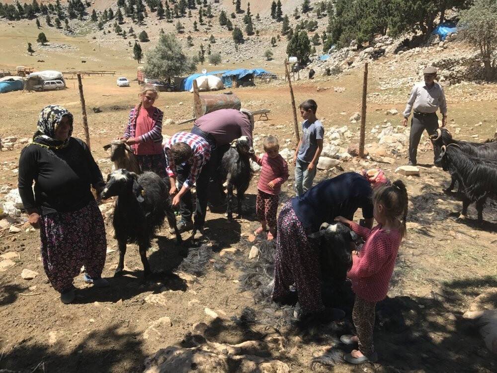 Yörüklerin keçi kırkma mesaisi başladı