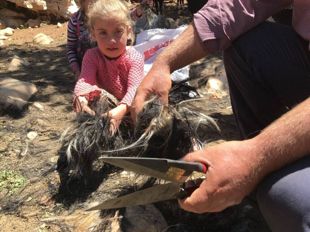 Yörüklerin keçi kırkma mesaisi başladı