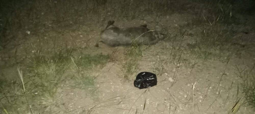 Karayoluna çıkan domuza çarpan otomobil hurdaya döndü