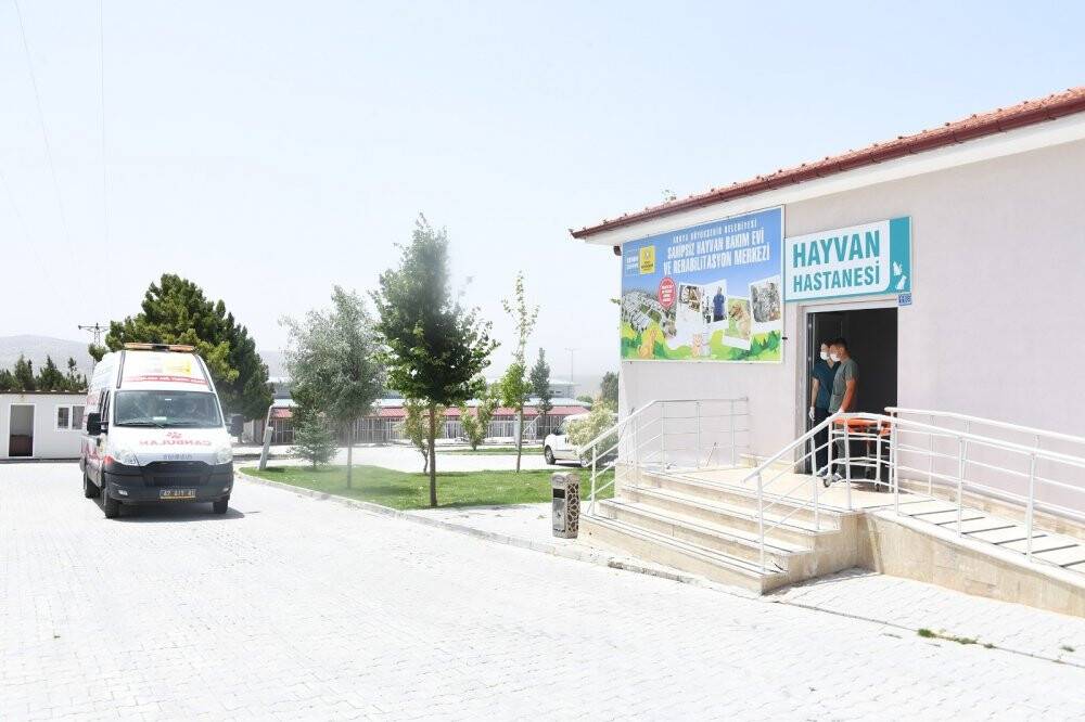 Konya’da yaralı hayvanlar 'Canbulan' ile hayata tutunacak