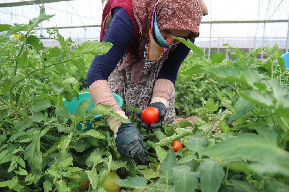 Piyasayı rahatlatacak domates tezgaha düştü