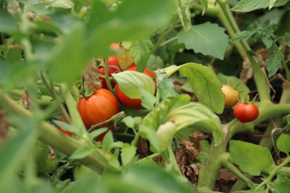 Piyasayı rahatlatacak domates tezgaha düştü