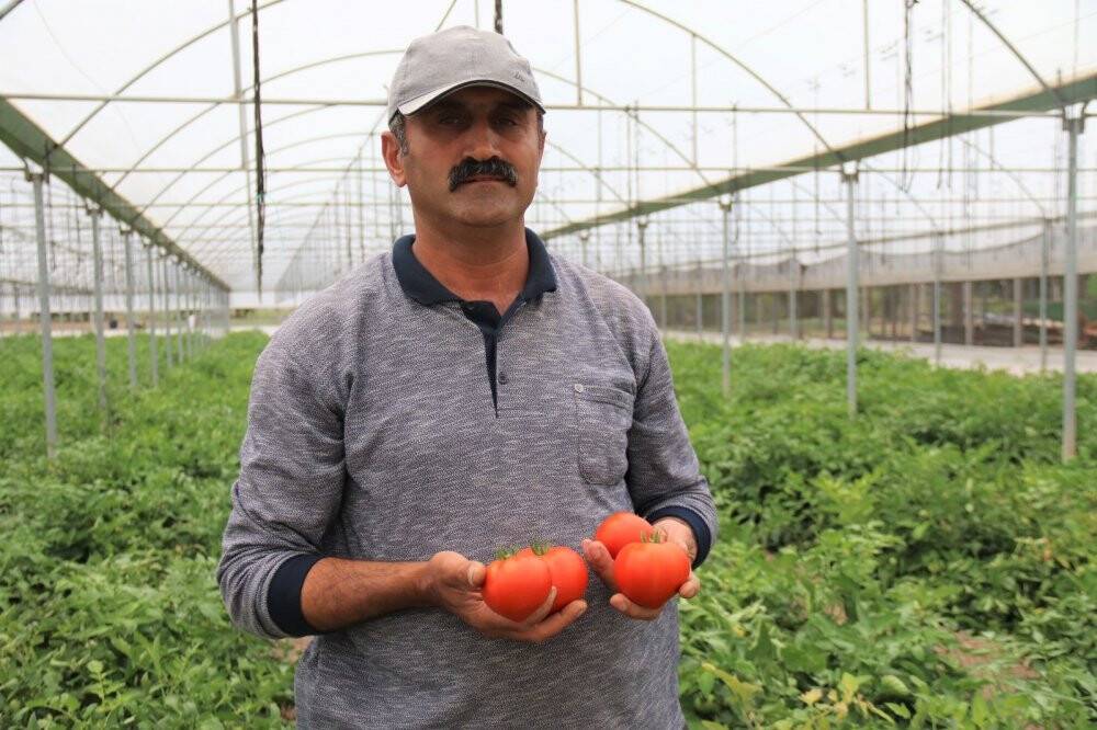 Piyasayı rahatlatacak domates tezgaha düştü