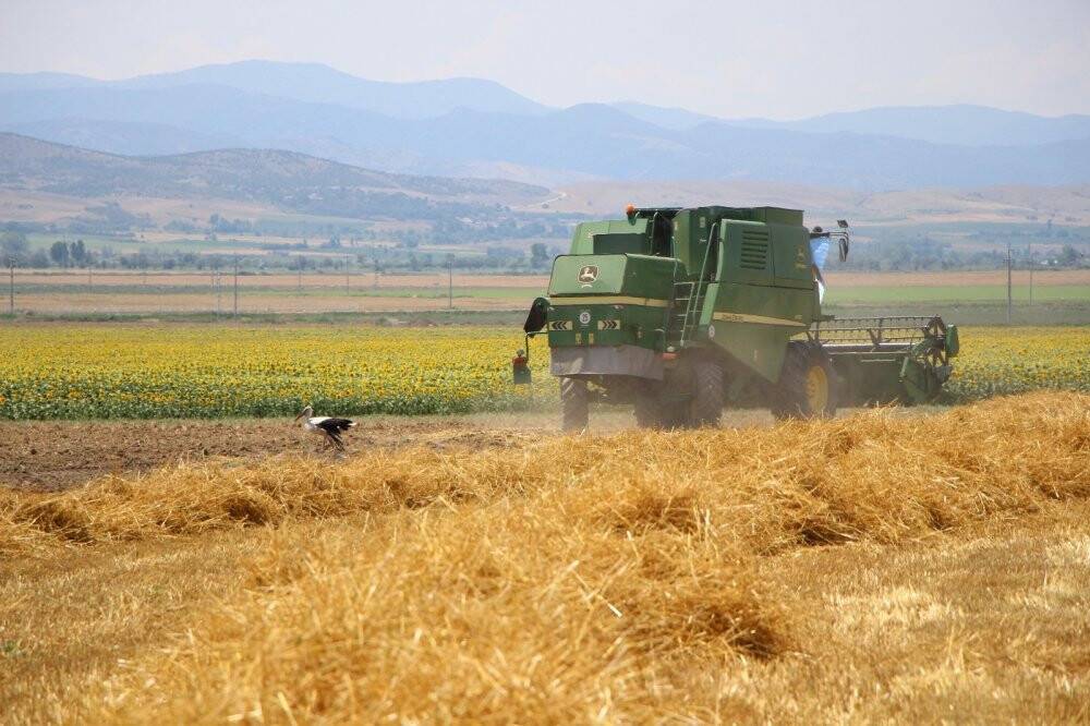 Bereketli hasat: Leylekler buğday avında