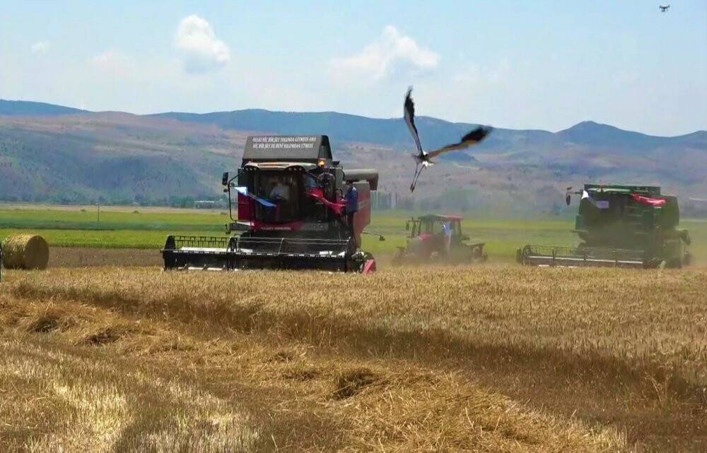 Bereketli hasat: Leylekler buğday avında