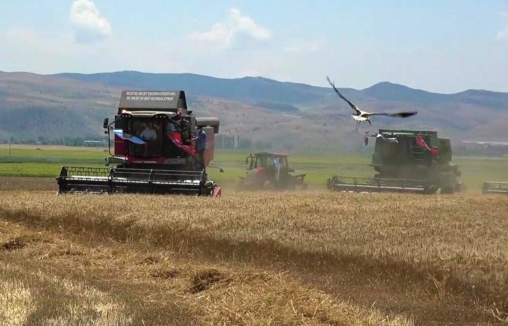 Bereketli hasat: Leylekler buğday avında