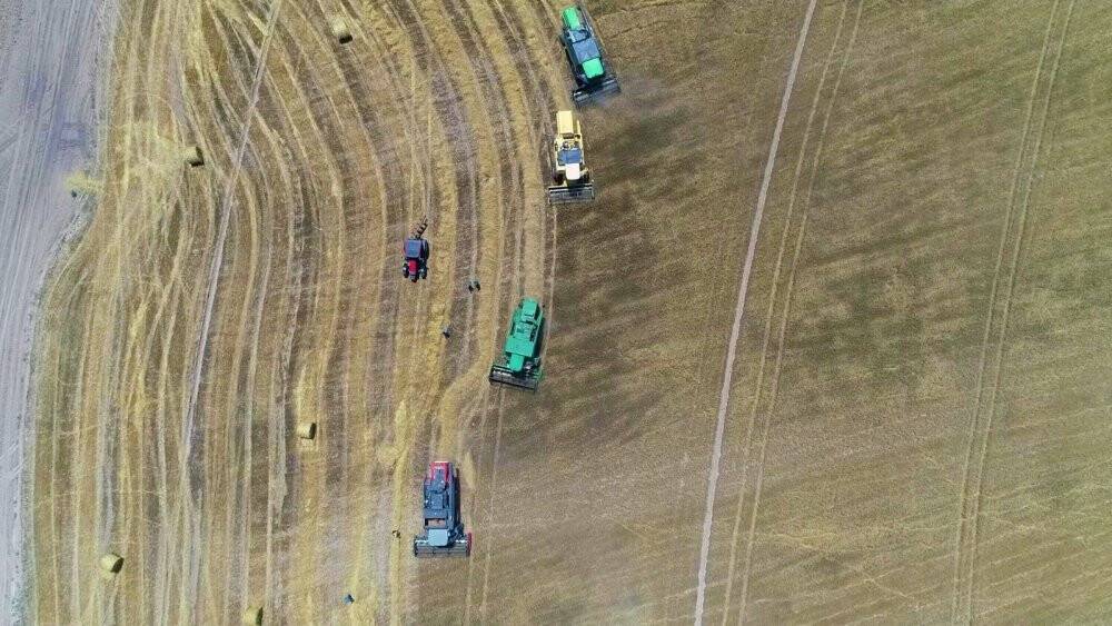 Bereketli hasat: Leylekler buğday avında