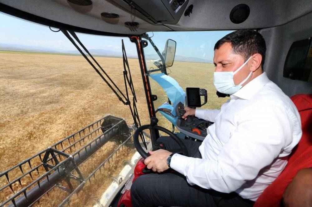 Bereketli hasat: Leylekler buğday avında