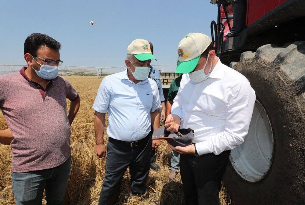 Bereketli hasat: Leylekler buğday avında