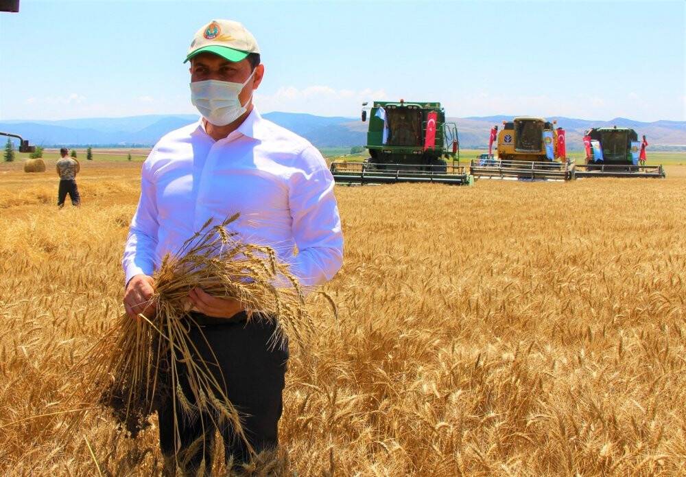 Bereketli hasat: Leylekler buğday avında