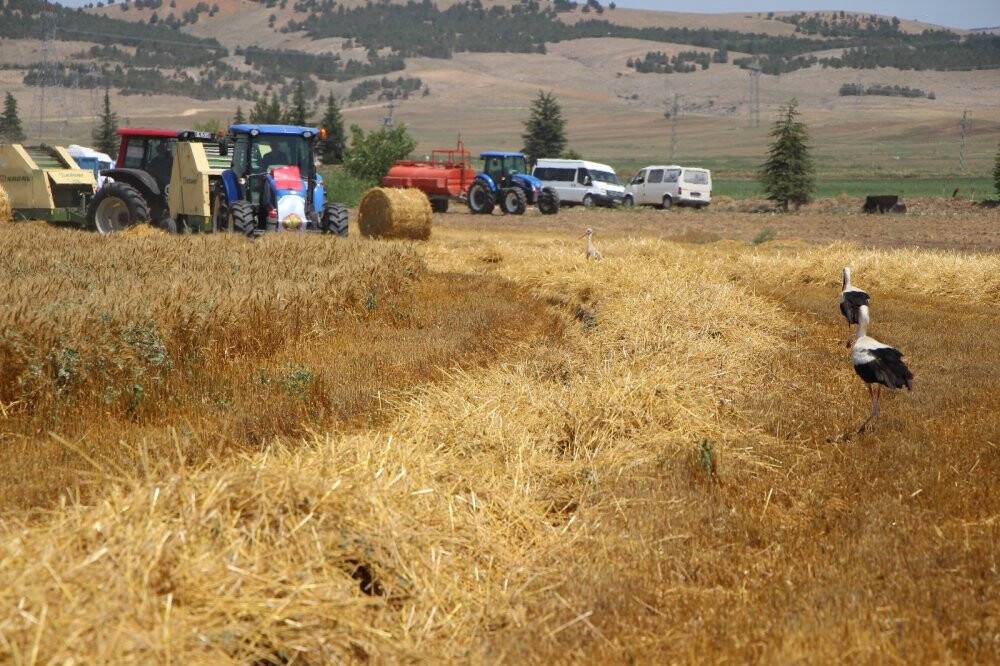 Bereketli hasat: Leylekler buğday avında
