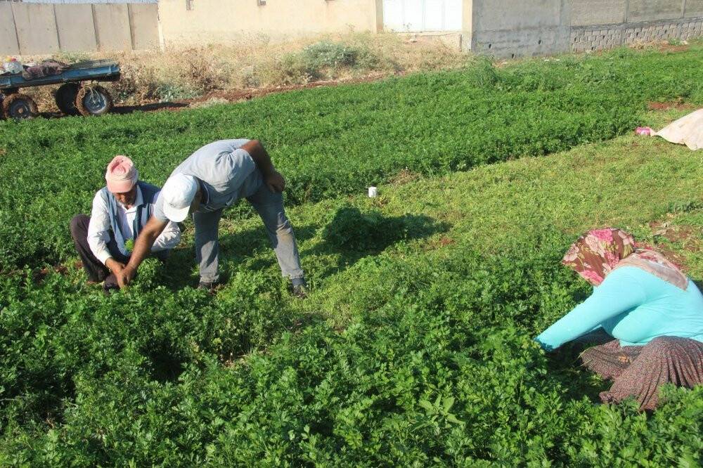 40 derece sıcaklıkta maydanoz hasadı