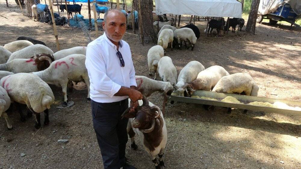 5 boynuzlu kurbanlık koç alıcısını bekliyor