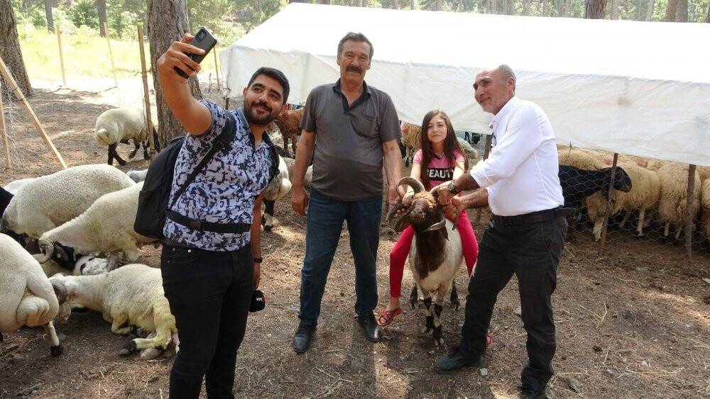 5 boynuzlu kurbanlık koç alıcısını bekliyor