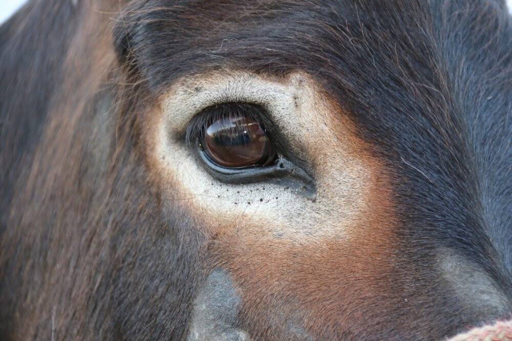 En hızlı ve en güzel gözlü eşek yarışları yapıldı