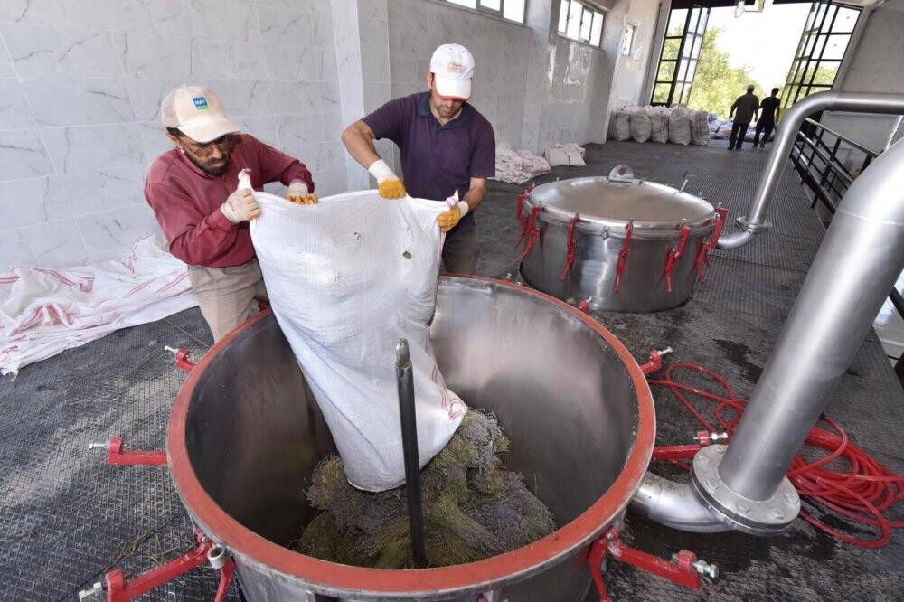 Başkan Altay: Lavanta üretimini geniş alana yayacağız