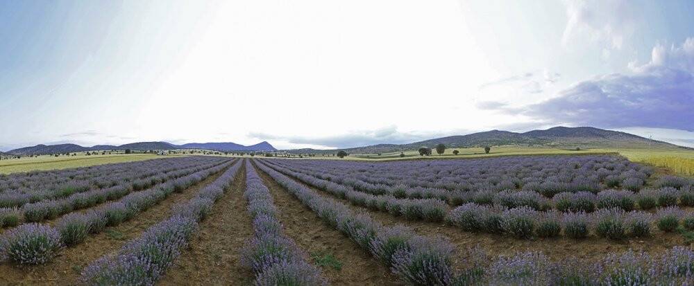 Başkan Altay: Lavanta üretimini geniş alana yayacağız