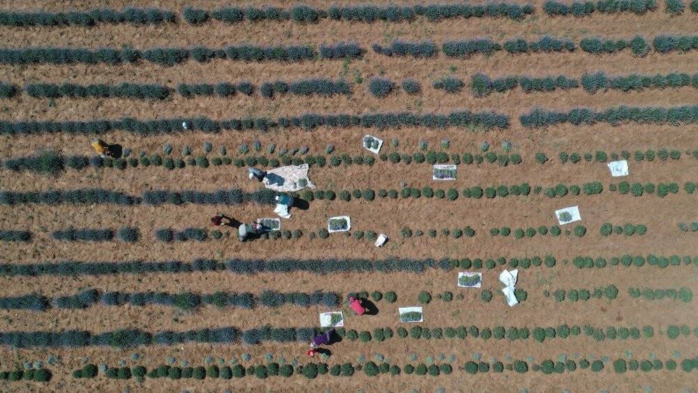 Başkan Altay: Lavanta üretimini geniş alana yayacağız