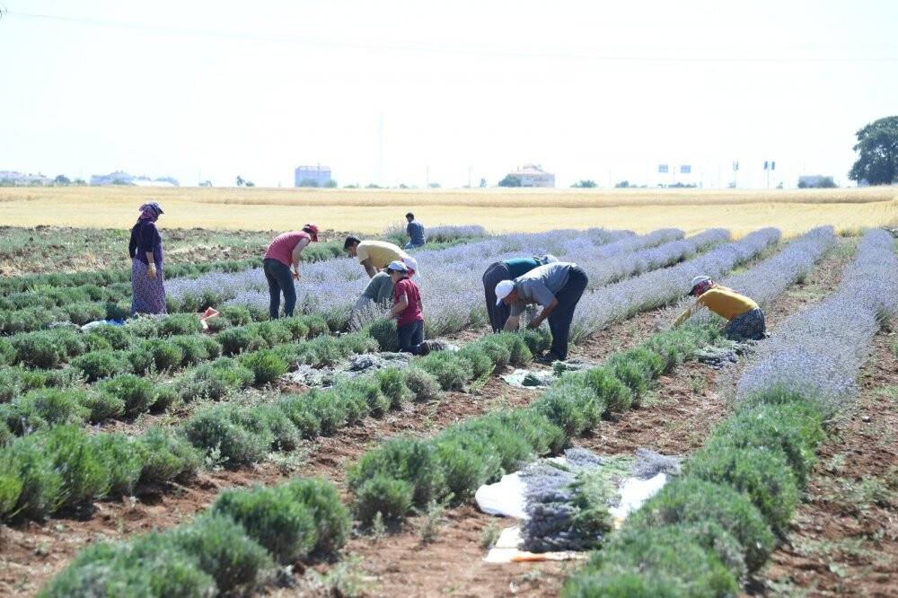 Başkan Altay: Lavanta üretimini geniş alana yayacağız