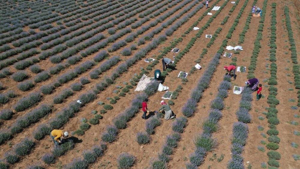 Başkan Altay: Lavanta üretimini geniş alana yayacağız