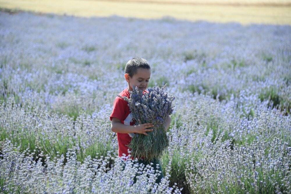 Başkan Altay: Lavanta üretimini geniş alana yayacağız