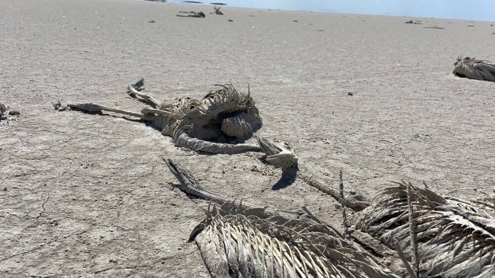 Flamingo cenneti Tuz Gölü’nde flamingo ölümleri