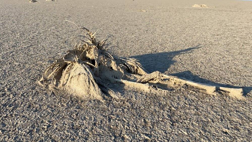 Flamingo cenneti Tuz Gölü’nde flamingo ölümleri