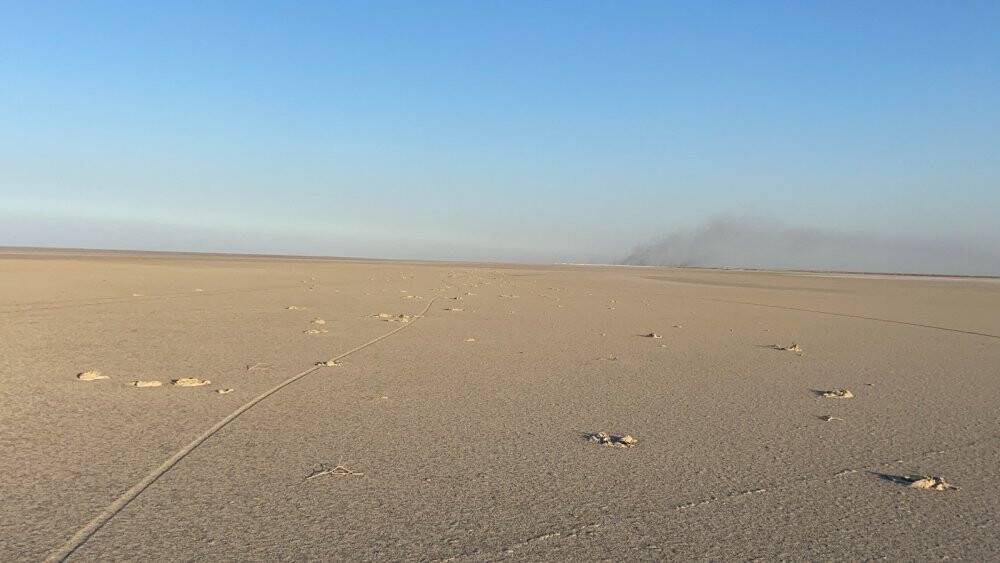 Flamingo cenneti Tuz Gölü’nde flamingo ölümleri