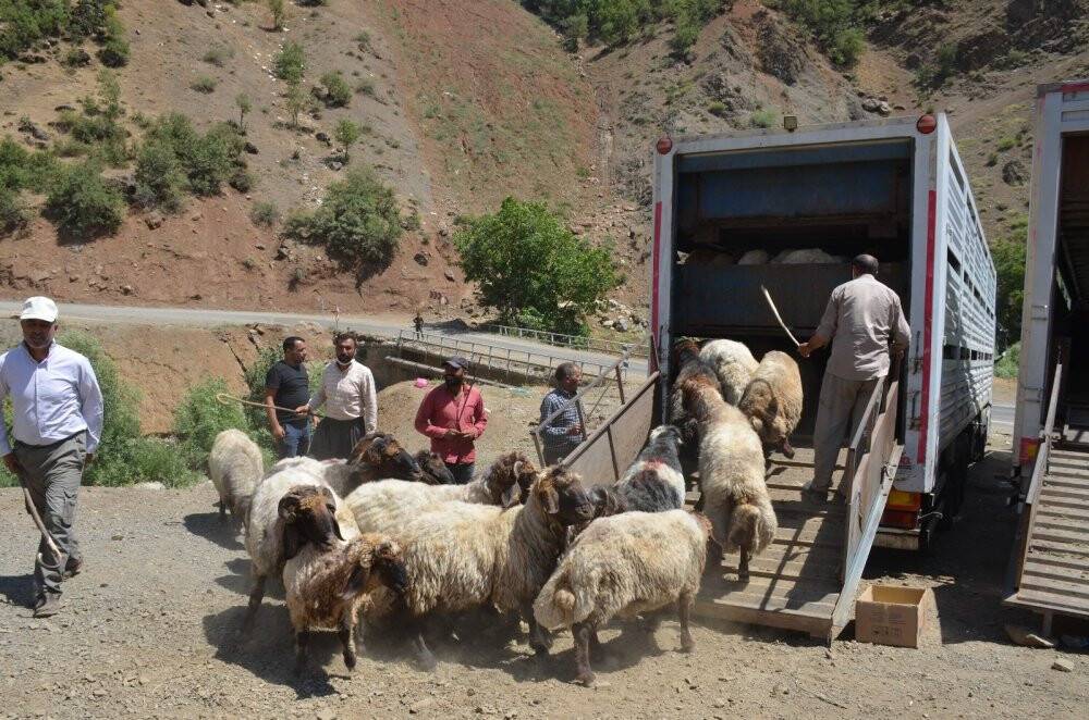 Kurbanlıklar yayladan indirildi bayram hazırlıkları başladı