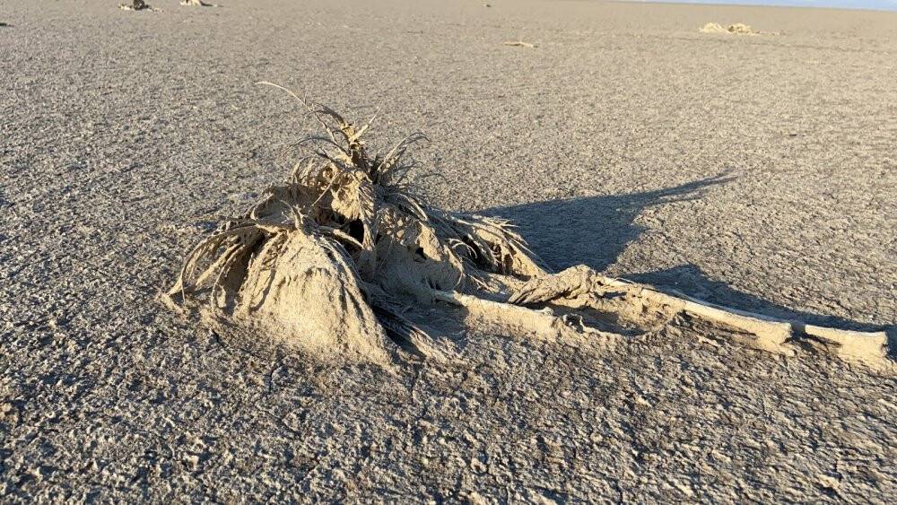 Pandemi flamingo nüfusunu artırdı, Tuz Gölü beslemek için yetmedi