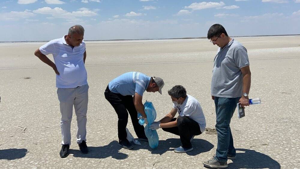 Pandemi flamingo nüfusunu artırdı, Tuz Gölü beslemek için yetmedi