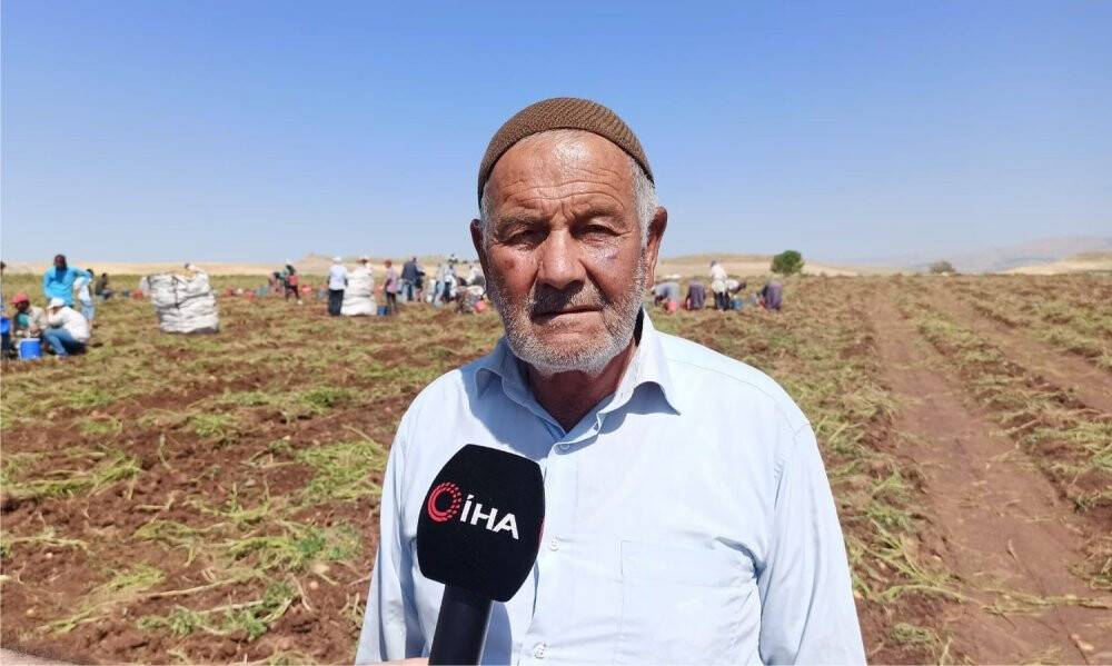 Patates hasadı kova atma töreni ile bitti