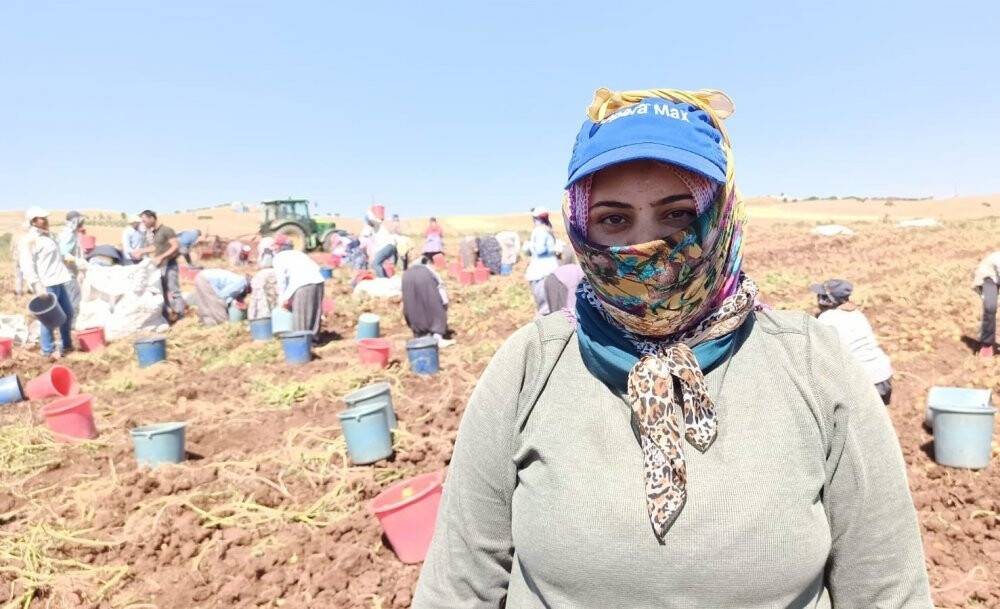 Patates hasadı kova atma töreni ile bitti