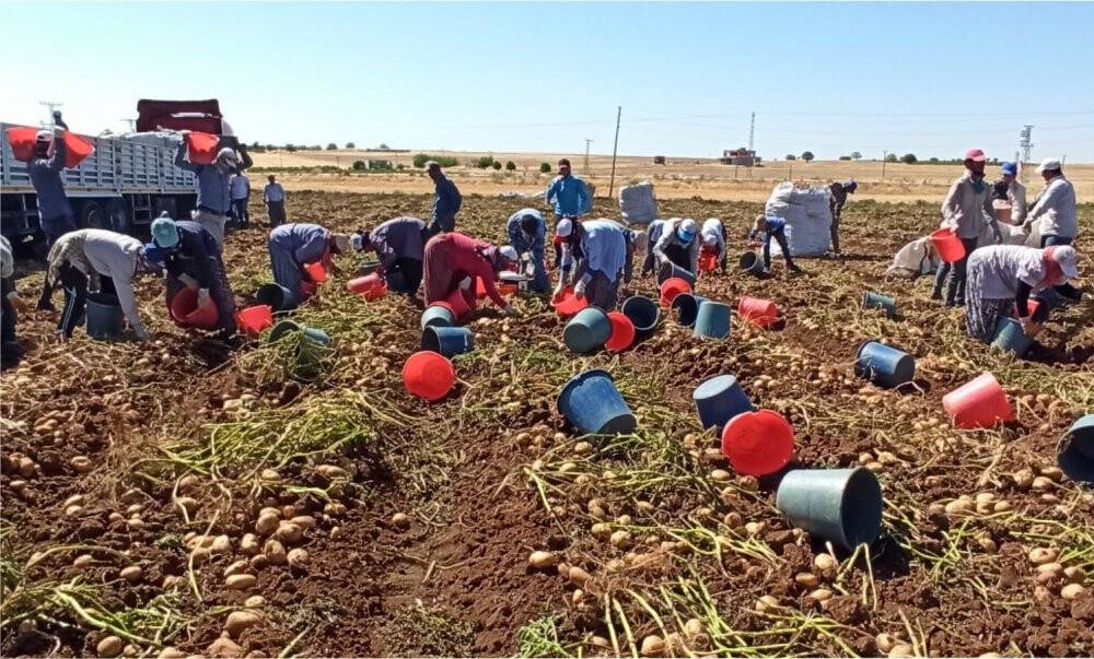 Patates hasadı kova atma töreni ile bitti