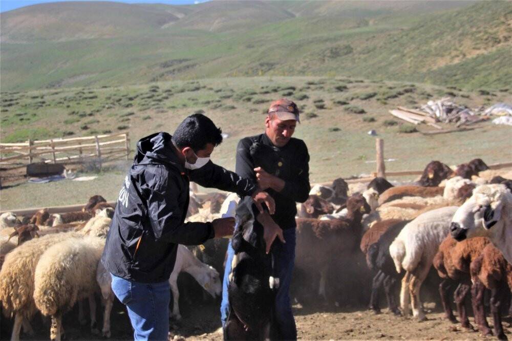 Hayvanlar kenelere karşı ilaçlanıyor