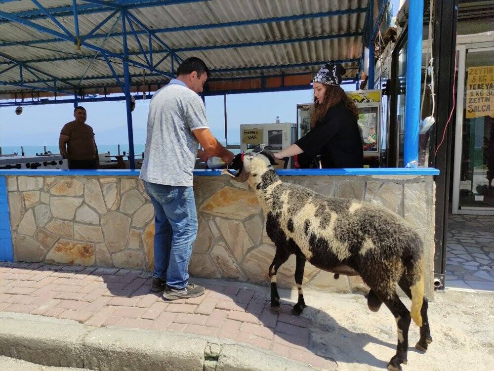 Koyunların efendisi