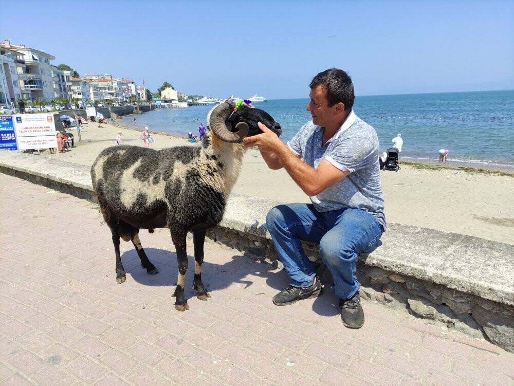 Koyunların efendisi
